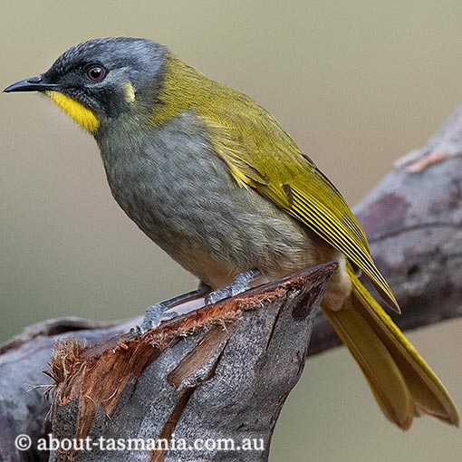 Yellow-throated Honeyeater, Lichenostomus flavicollis, Tasmania