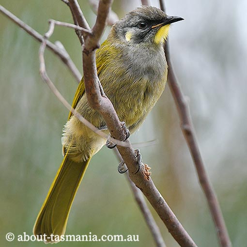 Yellow-throated Honeyeater, Lichenostomus flavicollis, Tasmania