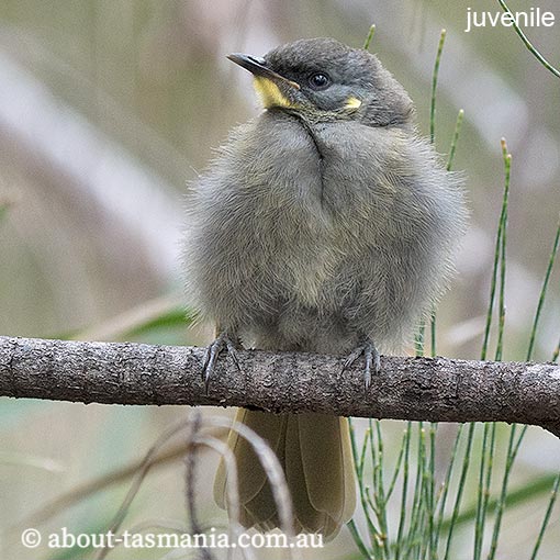 Yellow-throated Honeyeater, Lichenostomus flavicollis, Tasmania