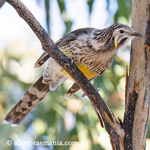 Yellow Wattlebird, Anthochaera paradoxa, Tasmania