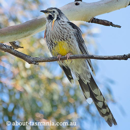 Yellow Wattlebird, Anthochaera paradoxa, Tasmania