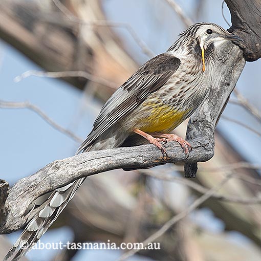 Yellow Wattlebird, Anthochaera paradoxa, Tasmania