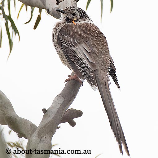 Yellow Wattlebird, Anthochaera paradoxa, Tasmania