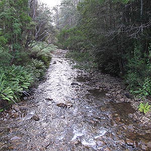 Arve Loop Forest Reserve