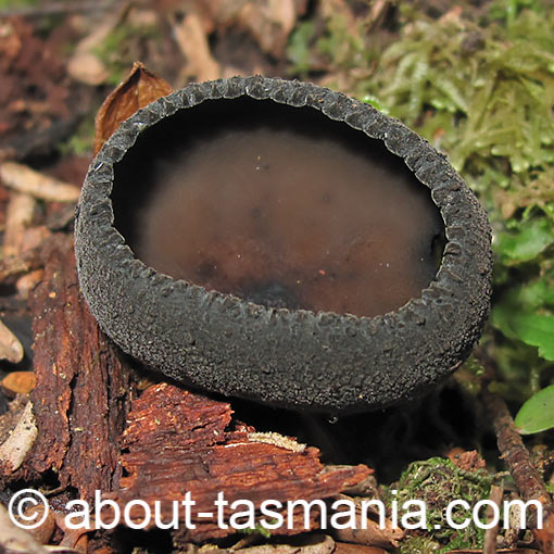 Aleurina Calospora, Tasmania, fungi