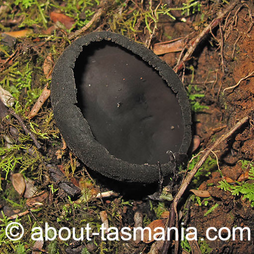 Aleurina Calospora, Tasmania, fungi