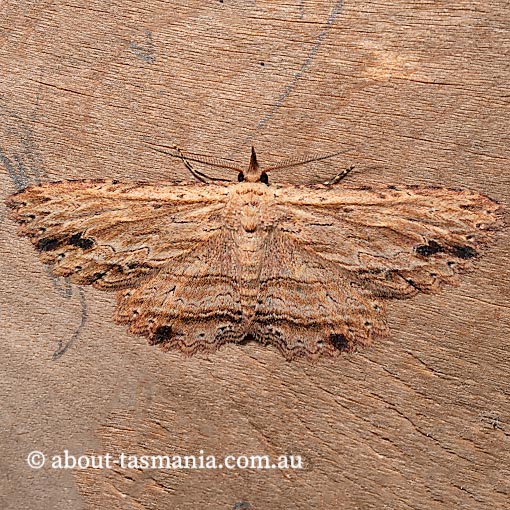 Artigisa lignicolaria, Erebidae, Tasmania, moth
