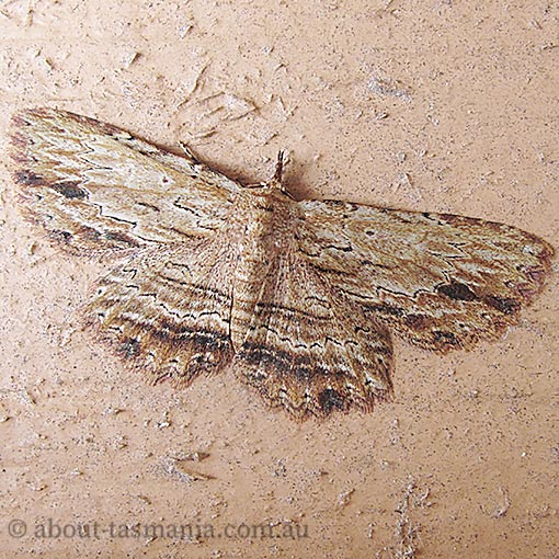 Artigisa lignicolaria, Erebidae, Tasmania, moth