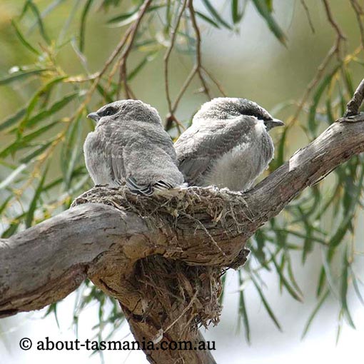 Black-faced cuckoo-shrike, Tasmania