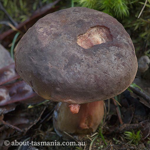 Boletus tasmanicus, fungi, Tasmania