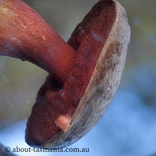 Boletus tasmanicus, fungi, Tasmania