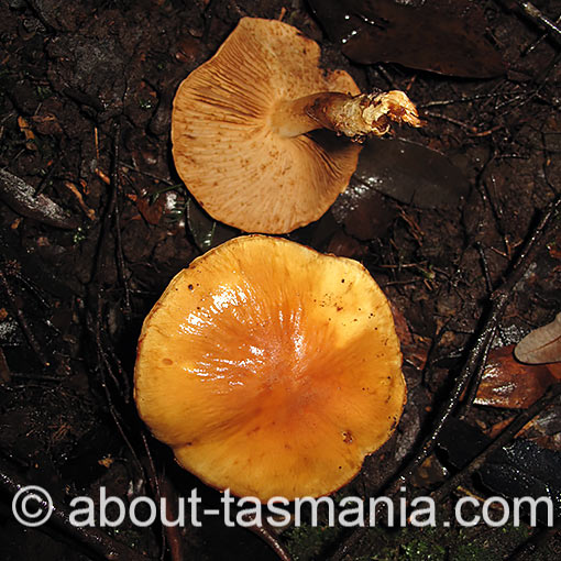 Cortinarius abnormis, fungi, Tasmania