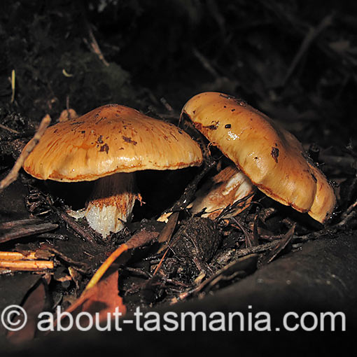 Cortinarius abnormis, fungi, Tasmania
