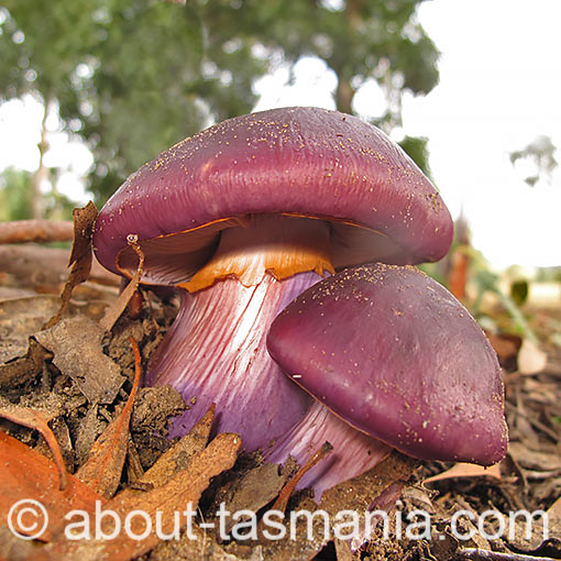 Cortinarius archeri, fungi, Tasmania