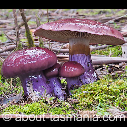 Cortinarius archeri, fungi, Tasmania
