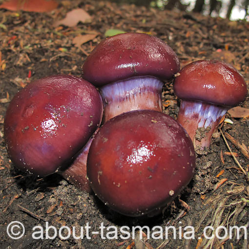 Cortinarius archeri, fungi, Tasmania