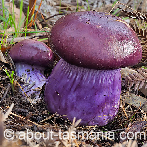 Cortinarius archeri, fungi, Tasmania