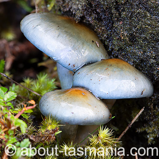 Cortinarius rotundisporus, fungi, Tasmania
