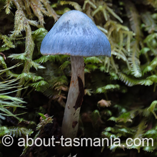 Cortinarius rotundisporus, fungi, Tasmania