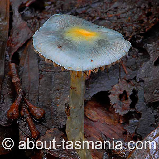 Cortinarius rotundisporus, fungi, Tasmania