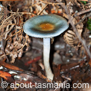 Cortinarius rotundisporus
