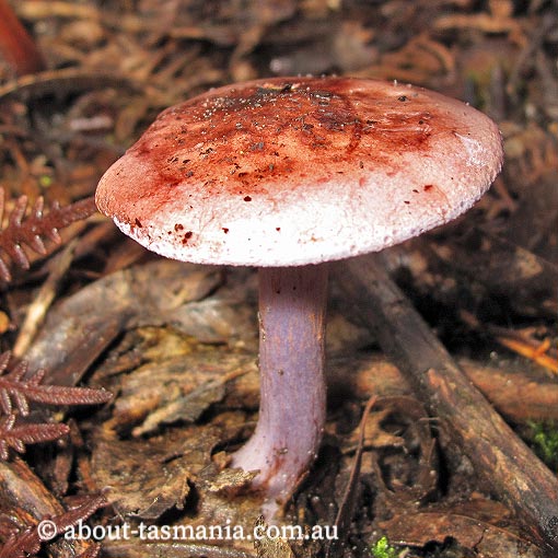 Cortinarius sp., fungi, Tasmania
