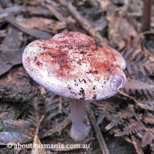 Cortinarius sp., fungi, Tasmania