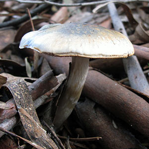 Cortinarius Sp.