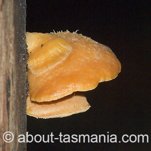 crepidotus  Tasmanian fungi