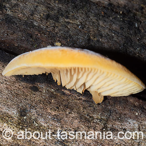 crepidotus  Tasmanian fungi