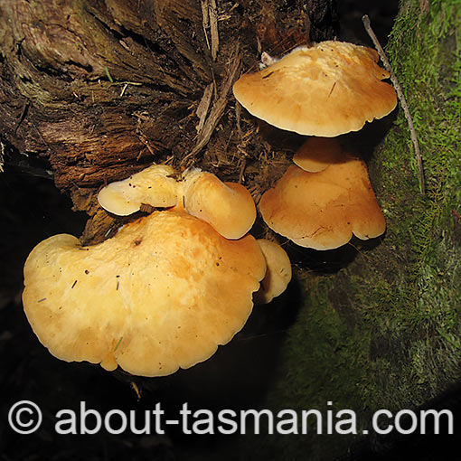 crepidotus  Tasmanian fungi