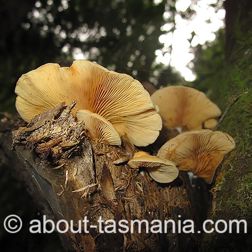 crepidotus  Tasmanian fungi