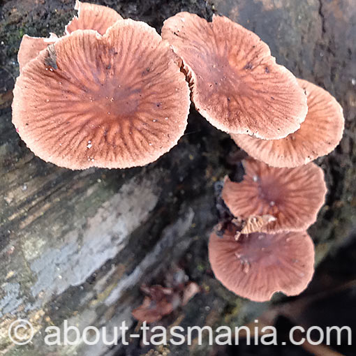 Gymnopus sp., fungi, Tasmania
