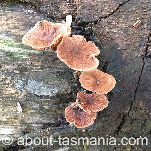 Gymnopus sp., fungi, Tasmania