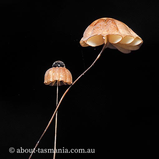 Marasmius sp., Tasmania, fungi