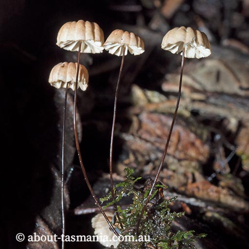 Marasmius sp., Tasmania, fungi