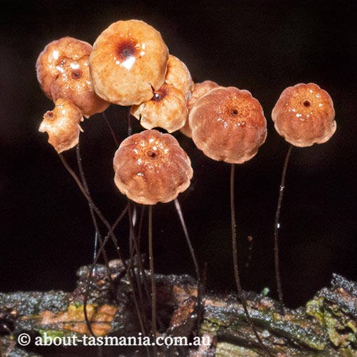 Marasmius sp., Tasmania, fungi