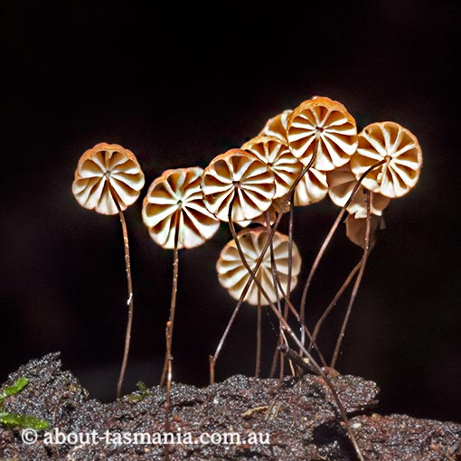 Marasmius sp., Tasmania, fungi