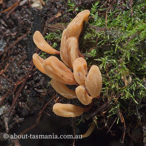 Mitrula sp., fungi, Tasmania