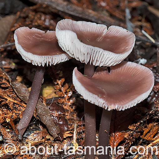 Mycena vinacea, fungi, Tasmania