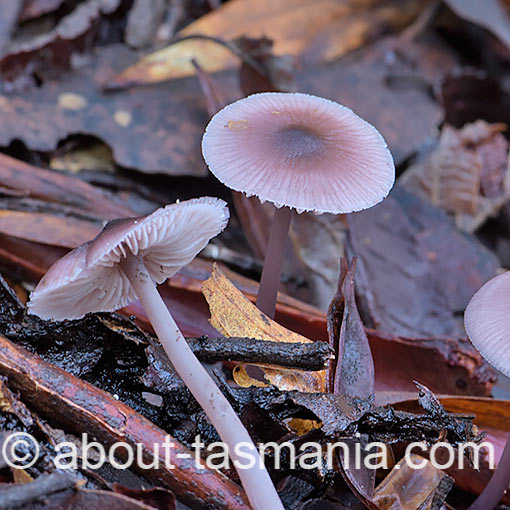 Mycena vinacea, fungi, Tasmania
