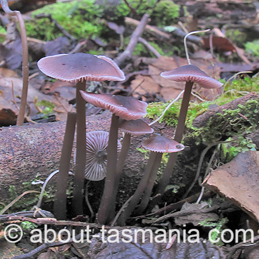 Mycena vinacea, fungi, Tasmania