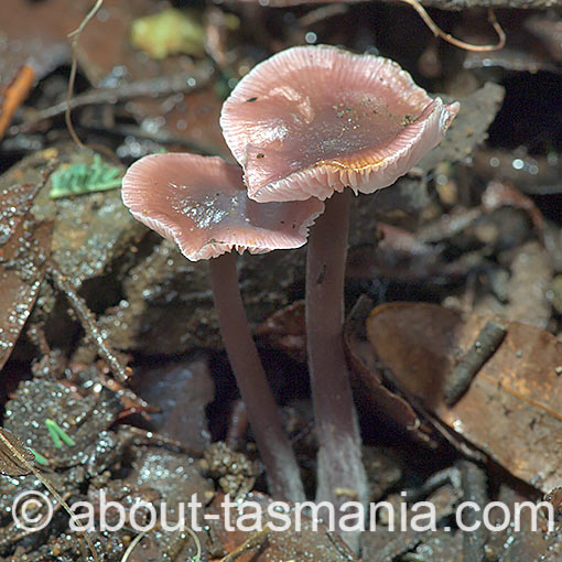 Mycena vinacea, fungi, Tasmania