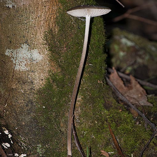 Oudemansiella gigaspora, fungi, Tasmania