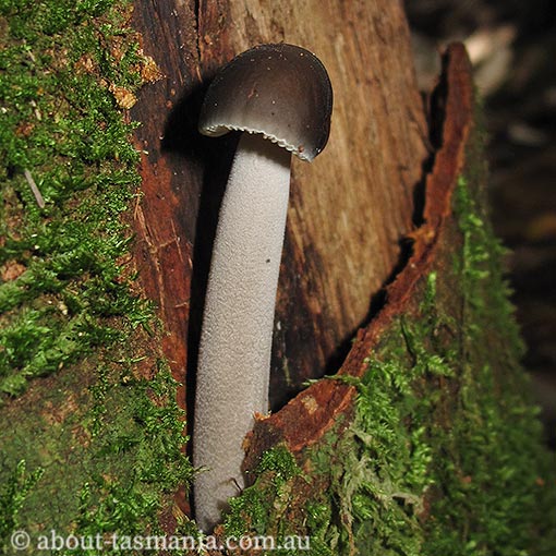 Oudemansiella gigaspora, fungi, Tasmania