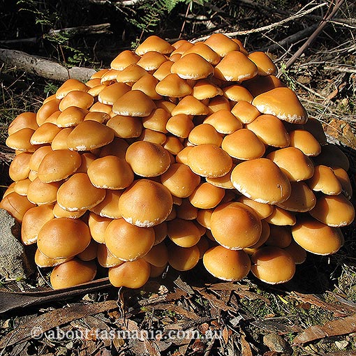 Pholiota malicola, fungi, Tasmania