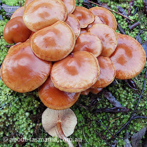 Pholiota malicola, fungi, Tasmania