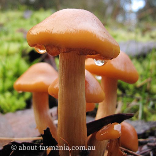 Pholiota malicola, fungi, Tasmania