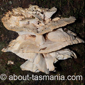 Ryvardenia campyla