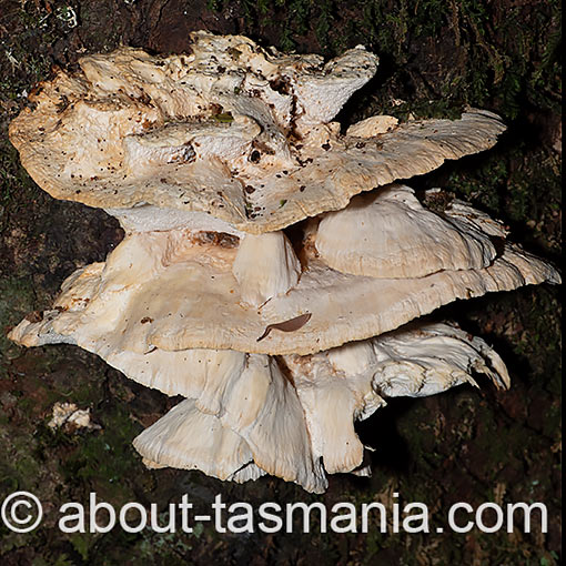 Ryvardenia campyla, fungi, Tasmania